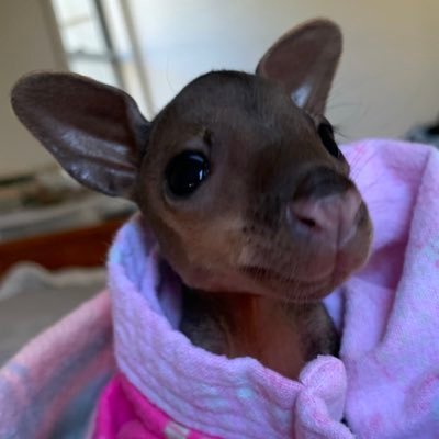 @kangaroorescue