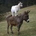 The donkey is always in the lead, and he is the on (@hasan_trabelsi) Twitter profile photo The donkey is always in the lead, and he is the on (@hasan_trabelsi) Twitter profile photo
