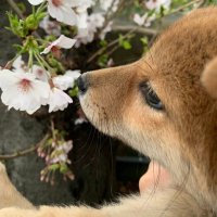 mau (@mauuuuuko) 's Twitter Profile Photo mau (@mauuuuuko) 's Twitter Profile Photo