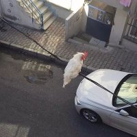 Gülsüm Güller (@glsmgller2) 's Twitter Profile