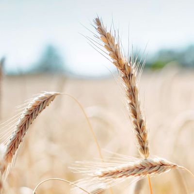 M7amadRamadan's profile picture. أنا يا صديقي كما تعلم سجيَّتي لم تتغير، فأنا اجتماعيّ منعزل، أخالط البشر من كلّ صنف ثم أهرب من الجميع باحثًا عن نفسي…'أوكتافيو باث'