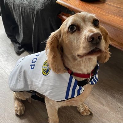 Leeds Utd Fan, Served in HMForces Royal Engineers, Animal Lover (apart from wasps they’re @%nts),