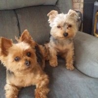 Susan Binda (@susanbinda3) 's Twitter Profile