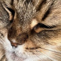니지EN 트윗 개인 만족용 번역계 (@slwldldpsxmdnlt) 's Twitter Profile Photo 니지EN 트윗 개인 만족용 번역계 (@slwldldpsxmdnlt) 's Twitter Profile Photo