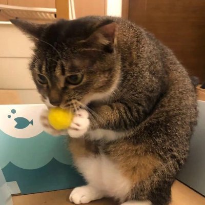 SomeSt4rburst's profile picture. 