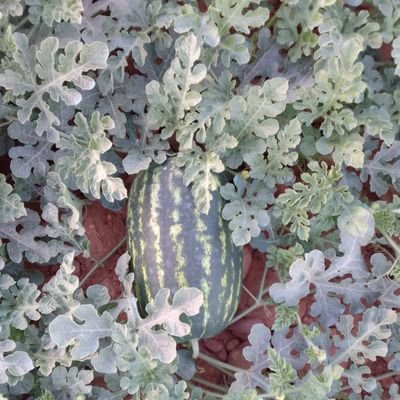 WoodMary524's profile picture. Avid Trump Supporter.   Animal lover.  Hate Animal Abusers.  Disgusted at the Lies people Swallow