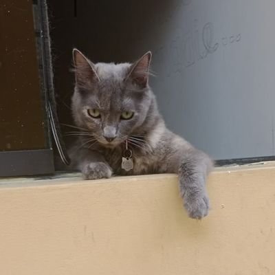 Ser en construcción. Ex chikipunk. Señorx de las plantas.