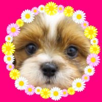シーズー ♡ シロ🐶🍑 (@kureyon_shiro2) 's Twitter Profile