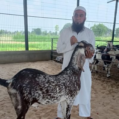 GUJARAT GOAT FARMING