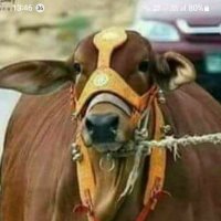 raju aggarwal (@aggraju) 's Twitter Profile