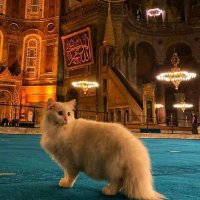 ءالآء (@alaaelbosaty1) 's Twitter Profile