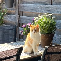 Frodo_de_Rode (@frodorode) 's Twitter Profile