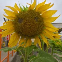 The Flower Fairy(@flowermageddon) 's Twitter Profile Photo The Flower Fairy(@flowermageddon) 's Twitter Profile Photo