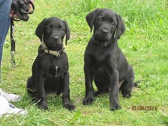 Fissy2909's profile picture. Andreas Fieseler 47 Jahre Alt, zertifizierter Ernährungsberater für argerechte Tiernahrung für Hunde & Katzen und Pferde im menerearlische Gleichgewicht.