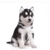 Chusky (@chusky_meme) Twitter profile photo Chusky (@chusky_meme) Twitter profile photo