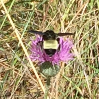 Makelemonade10's profile picture. 