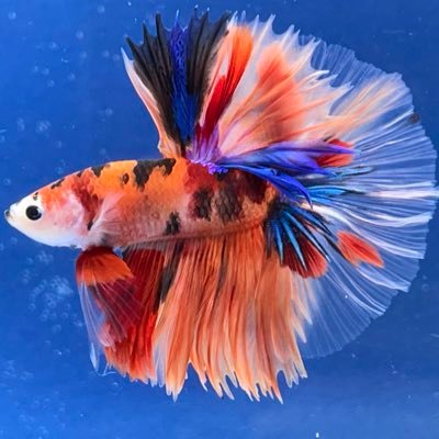 個人で細々とベタちゃん達とたわむれています ベタちゃん好きな人達とお知り合いになれたら嬉しいです!良いベタちゃん達をお届け出来るように日々頑張ってますので宜しくお願い致します(^^)