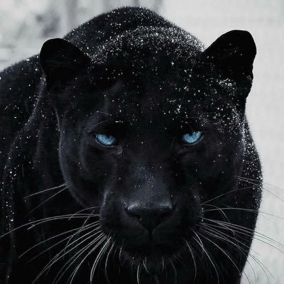 中文#三争三反#6b4t#terf#正在学习#锁推的会ban可能误伤,关注的时候私信我一下就好!😉王的女儿,被祝福的孩子#说我是radfem就是radfem吧#转载注明出处#固定时间上推,回复不及时