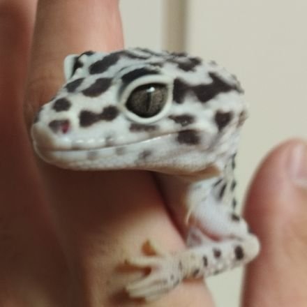 toki_sudeniosu4's profile picture. RUSTなどをやっております！