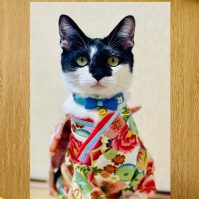 動物好きな人気軽にフォローしてね👍 猫好き🐈🌹 ごまちゃんの誕生日4月29 https://t.co/JO3IEfVVTh