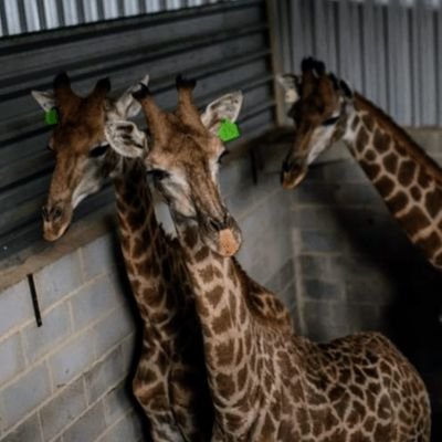 o abominável caso do tráfico de 18 girafas selvagens pelo BIOPARQUE DO RIO do GRUPO CATARATAS, confinadas no @portobellorj .
#grupocataratas
@bioparquedorio