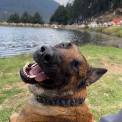 CarlosL37410524's profile picture. CyberSec Enthusiast. Amante de los Videojuegos y los perros.