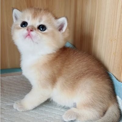 xuefeng318's profile picture. CS primary