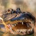 Certified Gator (@certified_gator) Twitter profile photo Certified Gator (@certified_gator) Twitter profile photo