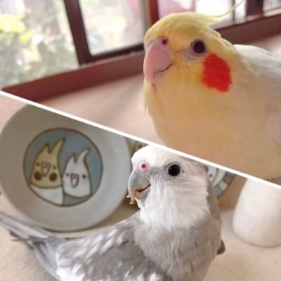 ｳﾛｺｲﾝｺｺﾛ助ﾁｬﾎﾞひなあられ2歳/ｲﾝｺ4羽📚愛玩動物飼養管理士1級/BLA2級🌈名古屋ｺｰﾁﾝ茶々丸3歳🌈ｵｶﾒ(ﾙﾁﾉｰ)おーちゃん14歳7ヶ月🌈ｵｶﾒのﾓﾓちゃん15歳5ヶ月/ｲﾝｽﾀの方がﾒｲﾝでﾂｲｰﾄ少なめです