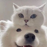 Yo (@yohaha2451) 's Twitter Profile