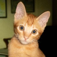 Pandu Wiyoga (@panduwiyoga) 's Twitter Profile Photo