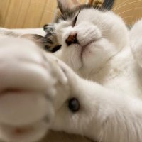 けいすけ (@cx60_25s) 's Twitter Profile