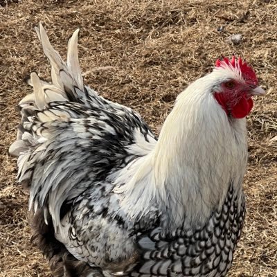 We are small little farm in Kentucky. We have lots of chickens of various breeds. We live stream our chickens 24/7 on our YouTube channel.