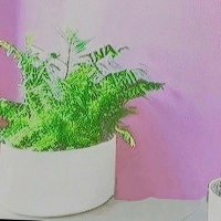 白香(シロカ)@花とAI絵と、時々その他 (@happypqrs7) 's Twitter Profile