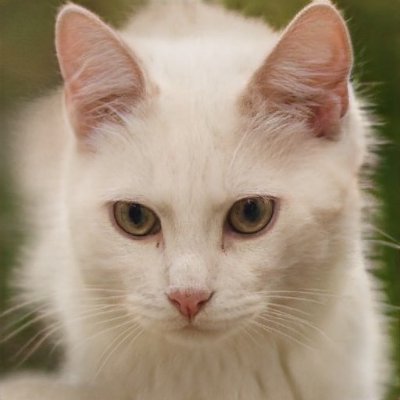 corral_jul26243's profile picture. 