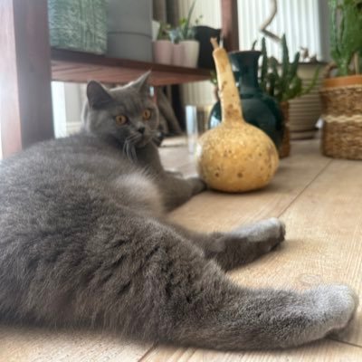 hisliveletus's profile picture. 