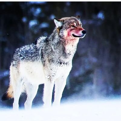 Welcome to @wolfempiree we share daily #wolf, content, Follow us if you really love
