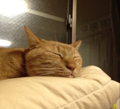 Jr_atsushi's profile picture. 気の向くままに ✌️🥁ジャニメタ▶️12/27Black&Blue：30Limits▶️5/17Crawdaddy ：もっとLee狂う▶️💤：裏プリ▶️：💤一口馬主♬ 通算勝利数：324勝🐴