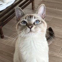 昼休みのねこ (@_roro_cat_) 's Twitter Profile