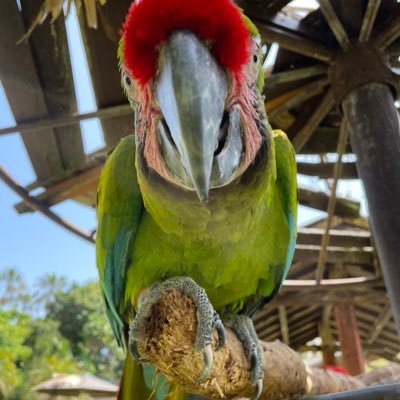 薩摩半島の最南端にある動植物園 長崎鼻パーキングガーデンの公式アカウントです✨動物たちの様子をのせたブログ新着情報やイベント情報などを呟きます。ご意見ご感想、ご質問などにもお応えします。動物好きな方や植物好きな方 フォロー&RTお願いします‼️