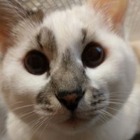 😽ベンガルCATミミ (@romatonrocama) Twitter profile photo