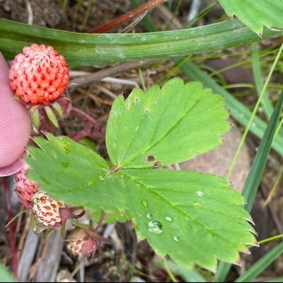 BinliKai33491's profile picture. 