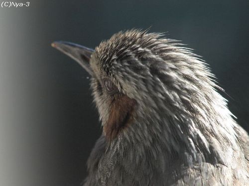 「呼吸するように鳥を見たい」
証拠写真撮る鳥見てる人。
フォロー&フォローバック無言で失礼。
使用機材OLMYPUS OM-D Mark III + 諸々
よろしくお願いいたします。
DM返信、仕事中遅れます、セールス詐欺エロ垢お断り。
I love birds, nature, movies.