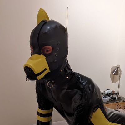 pinky-yellow urinal gimp/dog. rubber/bondage/gear.
DMs open.
💛🖤💗