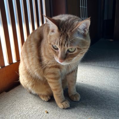 growupstep1's profile picture. おどりっつ9代目