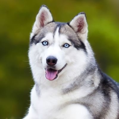 the_husky_club's profile picture. 