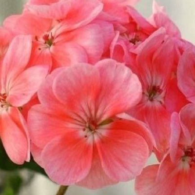 indusingh25's profile picture. 