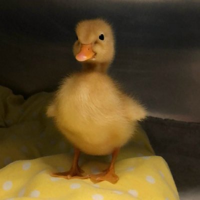 svzliv's profile picture. a arte imita a vida.