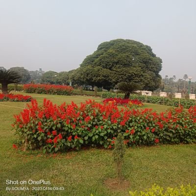 SOUMYA4137's profile picture. 