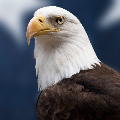 UProudAmerican Profile Picture